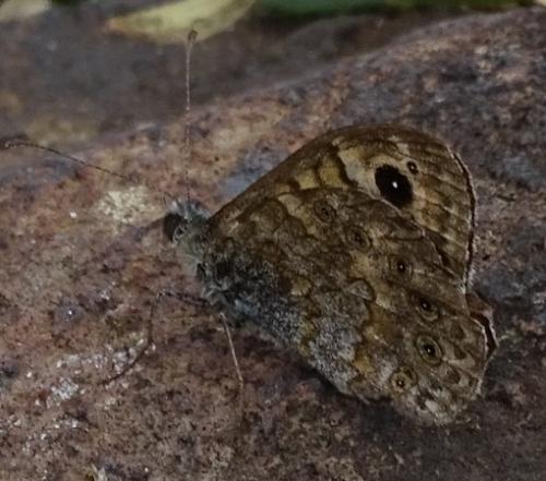 Lasiommata megera